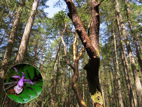 IslTrustConserv's tweet photo. We did it! You did it! #Fairyslipper Forest is saved! A new protected area is coming to B.C.'s Thetis Island! https://t.co/9uPjV1e5Li #CowichanCommunityLandTrust #ThINC https://t.co/BmF3L4nlpz