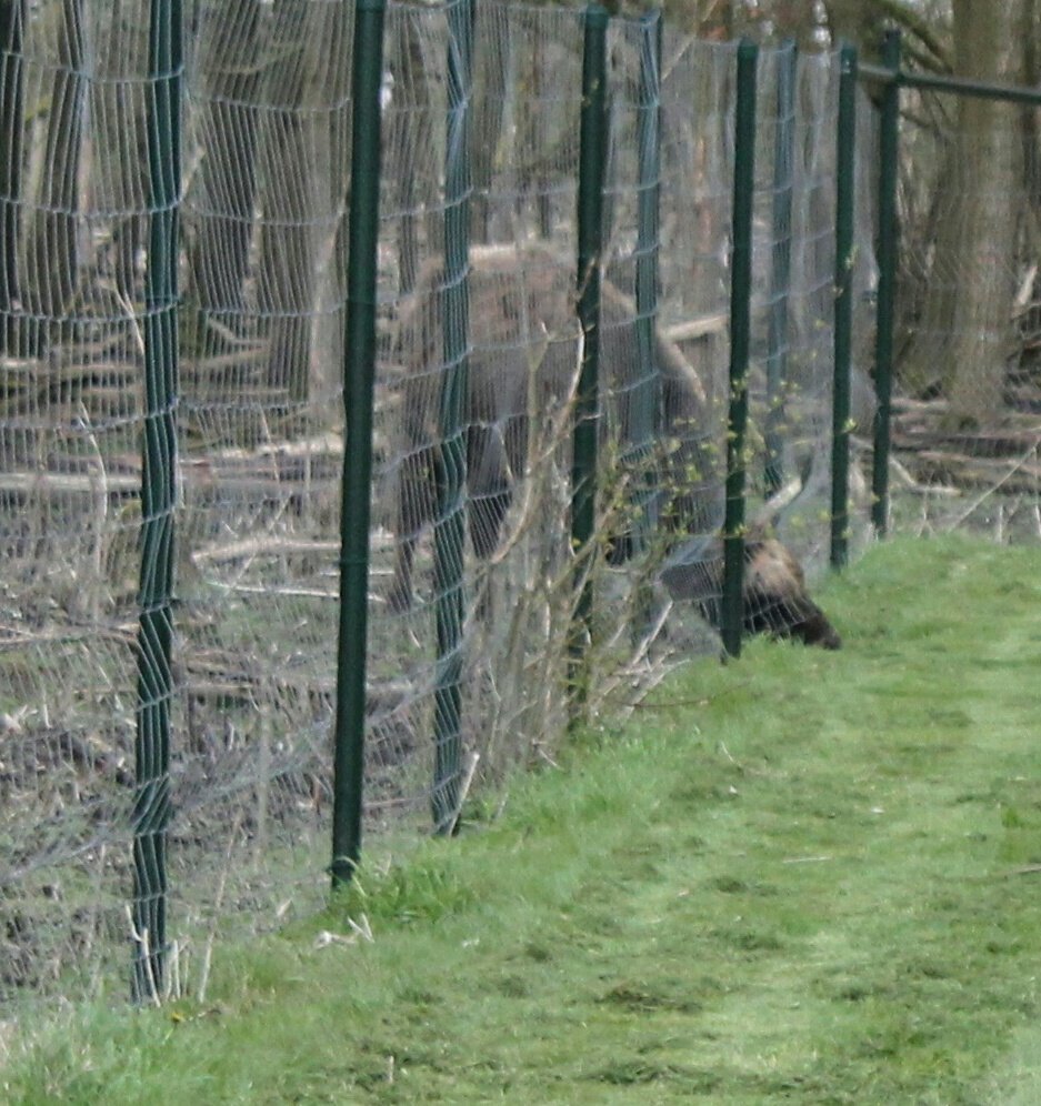 rocketduc's tweet image. Daar sta je dan achter hek. Met stukgetrapt land. En de hele land maakt zich druk over #hermien. Terwijl jij sterft van de honger. #ovp