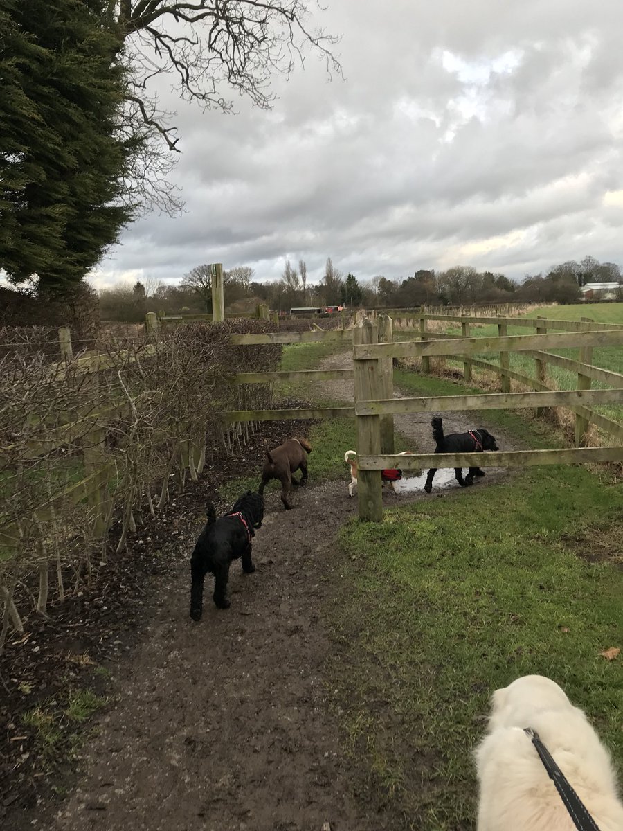 Lots of adventures with the pooches this week!! Happy dogs 💜🐾🐶 #wilmslow