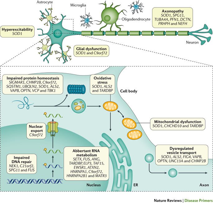 wnt signaling 2009