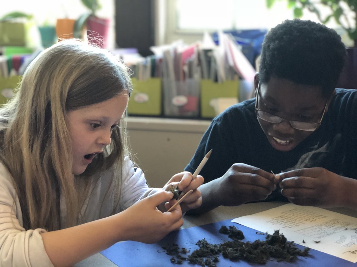 MrDaleyLeads's tweet photo. Reading Street Unit 4: #Adaptations 

Let’s dissect owl pellets! 🦉 Look at those faces!

#Science #5thgrade #coteaching #blendedlearning #sciencematters #tlap #ELAchat #497pd https://t.co/UaDcwCWLwl