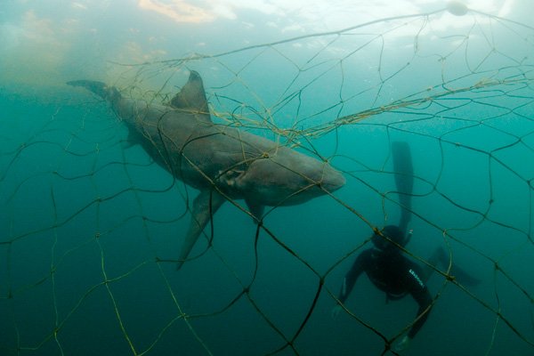 LoneCreatures's tweet image. #ConservationUpdate: shark nets in #Australia, a ban on fur farms in #Norway , and the controversial Hen Harrier Action Plan in the #UK. #turningwild @NorwayNature @AustraliaNature lonelycreatures.org/2018/01/21/wee…