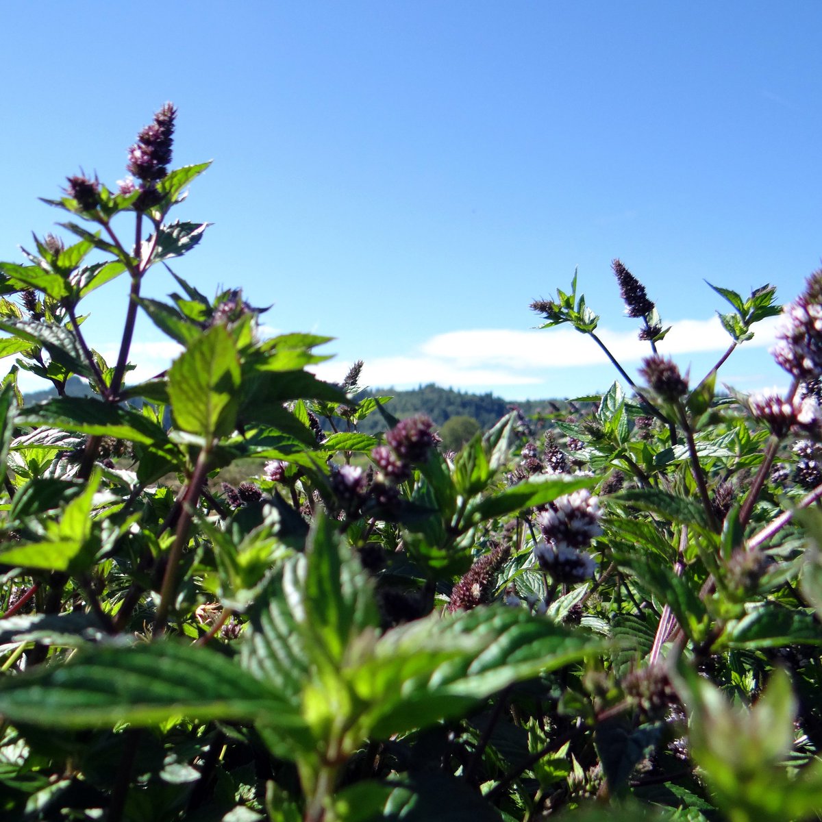 Seely Mint tweet media