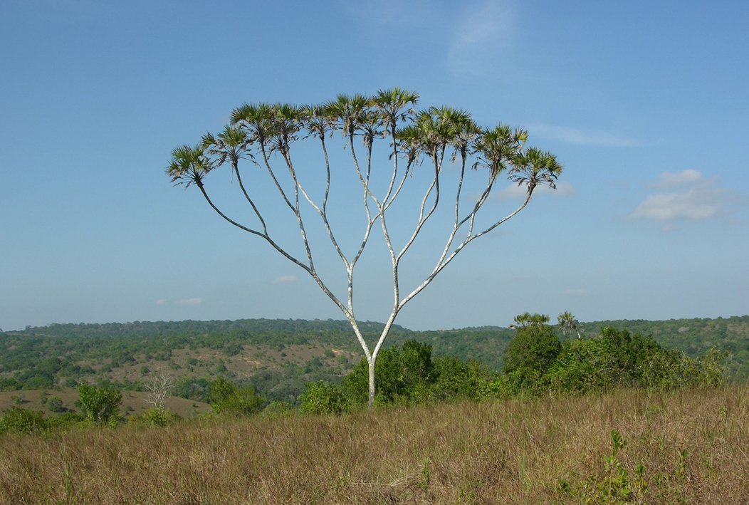 IOHK_Charles's tweet photo. Trees are getting awfully binary https://t.co/ZksxSXj6bP