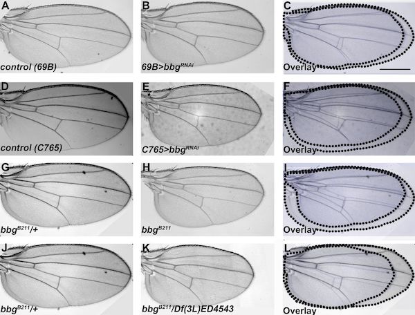 JCellBiol's tweet photo. Tsoumpekos et al @mpicbg suggest that in epithelial cells of developing fly wings, the scaffolding protein Big bang controls apical cytocortex organization, which is important for regulating cell shape and tissue growth https://t.co/I2SHyMLlZT https://t.co/Xwb4u864TT