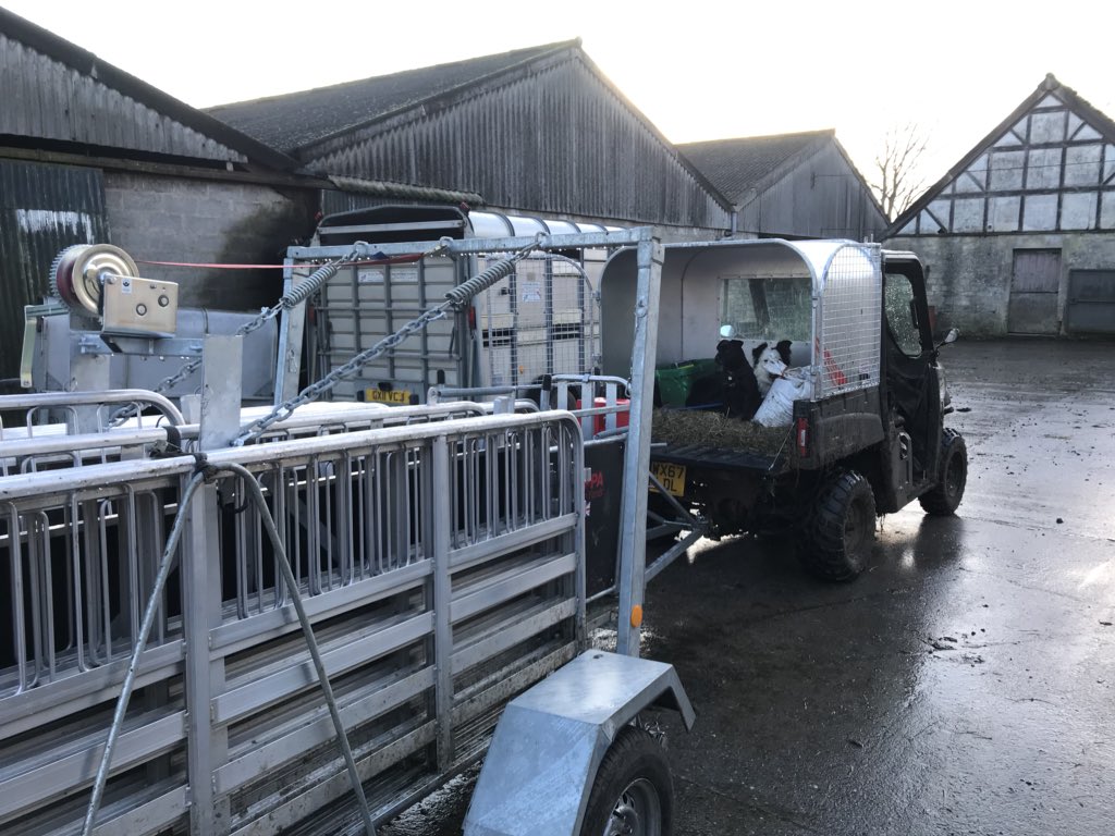 jamesgayfarmer's tweet photo. Great work from Elly and the hurricane today with the #welshmule #ewelambs #widcombe https://t.co/cTXv6eZ95Q