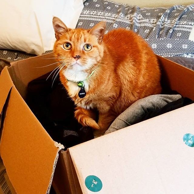 Reposting @horoscopemeow:
January 23, 2018
Caught red handed. Or, orange pawed, in your case. Some place off limits will be too tempting to