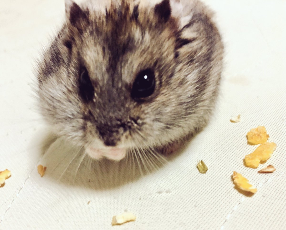 xHyASmBmYbPyXFd's tweet photo. 食べる姿が、かわいい、 https://t.co/T9L1kYGG0o