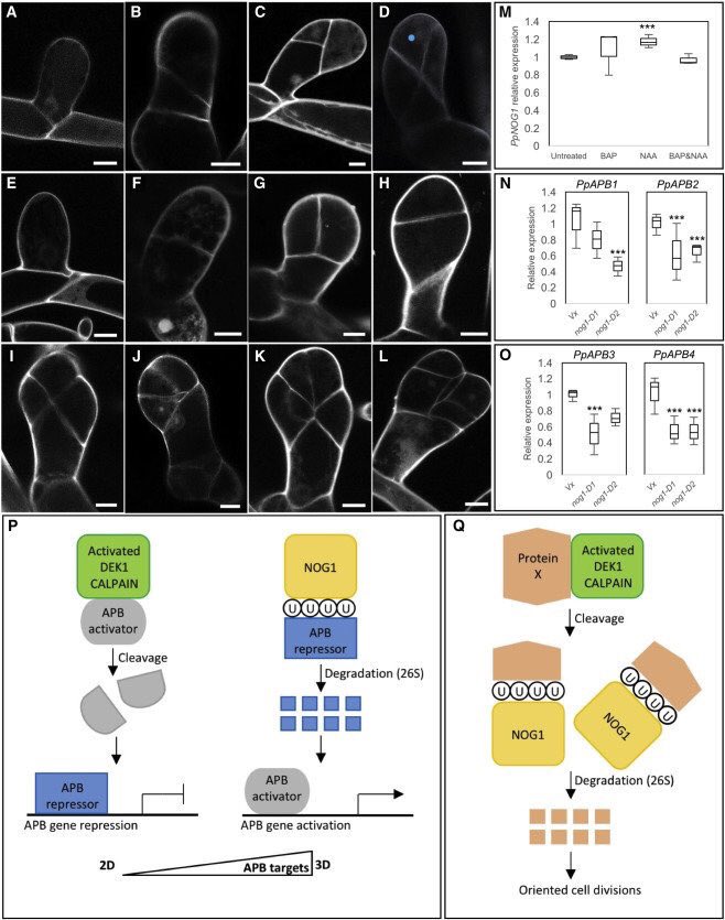 moodytomato's tweet photo. Meet ‘NO GAMETOPHORES 1’, a novel regulator of 3D growth in the #moss #Physcomitrella. Read our latest paper now @CurrentBiology @Steve__Kelly @JaneLangdale @OxfordPlants https://t.co/yBVw1jLzho https://t.co/lX1pcnZKoC