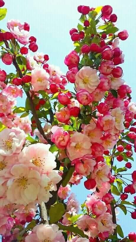 MeharAz35551213's tweet photo. Hello everyone https://t.co/vYD1TZaofL