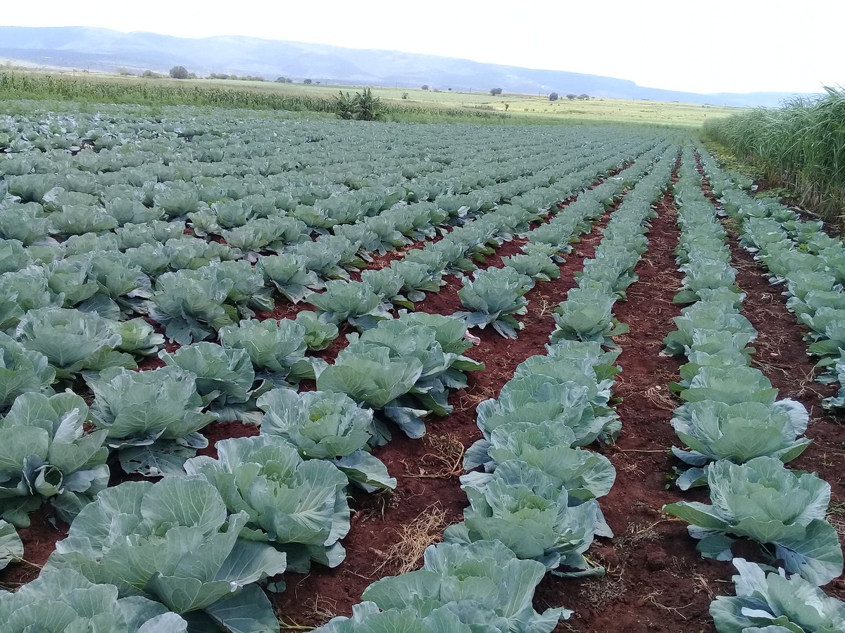 CelumusaMooser's tweet photo. Please RETWEET

  This cabbage is ready for market(pics were taken b4) we need buyers 
Cell:0728770266/0766927391
 #CountryDuty https://t.co/Osz8ttFZRf