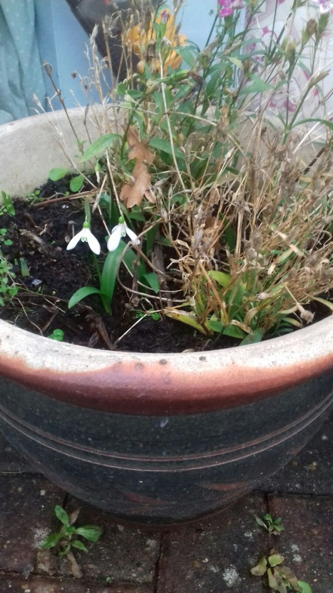 TeaBirdsWI's tweet photo. Celebrate January by keeping an eye out for signs of spring! Jess spotted her first snowdrops this week and the shops are filled with daffodils which brighten up gloomy days! #joyousjanuary #beatthejanuaryblues #positivejanuary #teabirdswi https://t.co/lP1jpQnTjy