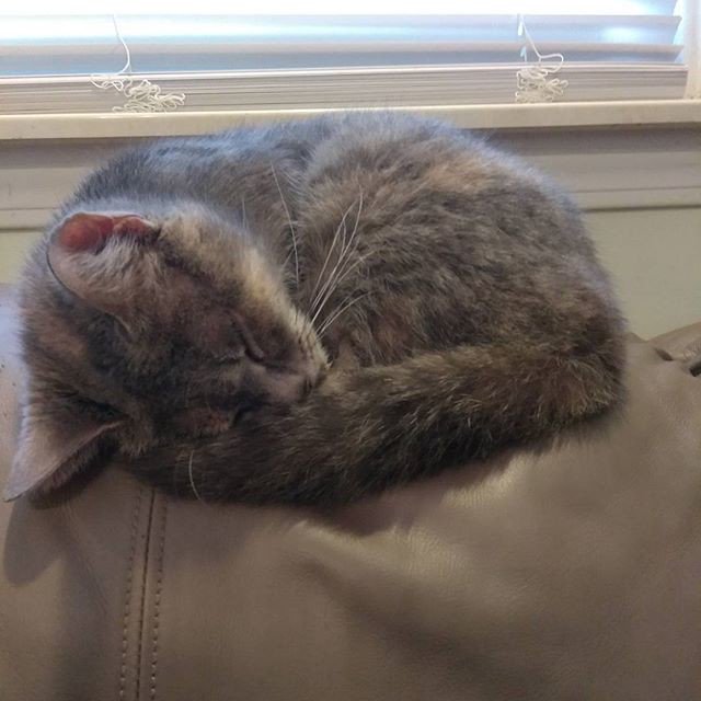 Reposting @authorashlei:
Fluffy baby! #cat #cats_of_instagram #catsofinstagram #cats #catsagram #kitty #babykitty #furbaby #furfamily