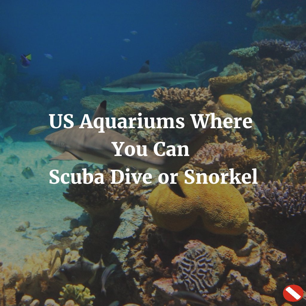 scubamarketing's tweet image. Go on a different kind of #dive! nsm.me/2n1R26T #divedestination