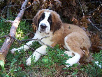 Mark your calendar, Feb. 3, Join us for Dog Day in the Garden. stranges.com/?events=dog-da…