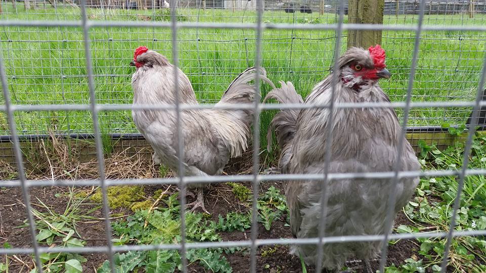 emsleys's tweet image. Our alpacas and chickens are just waiting to see you. Come and see for yourself on our animal trail #pettingzoo thebarnemsleys.co.uk