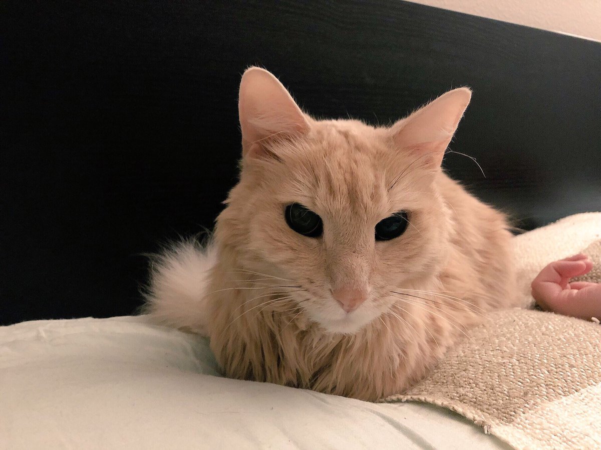 ACatHouse's tweet photo. #TBT Sometimes at night, the alien eyes come out. 👽 https://t.co/jTqa7E2nwS