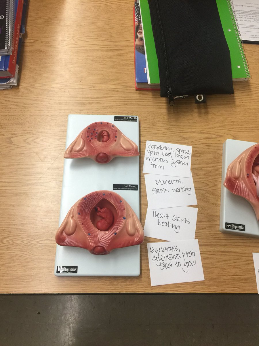 KDaneFACS's tweet image. Identifying monthly characteristics in #PrenatalDevelopment in #Infants #ChildDevelopment 🤰🏼#FACS #SayYesToFCS #GSLcultureofsuccess @RealityworksInc