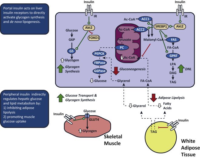 Nonalcoholic fatty liver disease (NAFLD) now affects one in three Americans. Samuel and Shulman discuss therapies targeting hepatic lipogenesis, hepatic fat oxidation, energy balance, and liver-specific energy metabolism. #KSorgan #KSmetabolic #NAFLD 
cell.com/cell-metabolis…