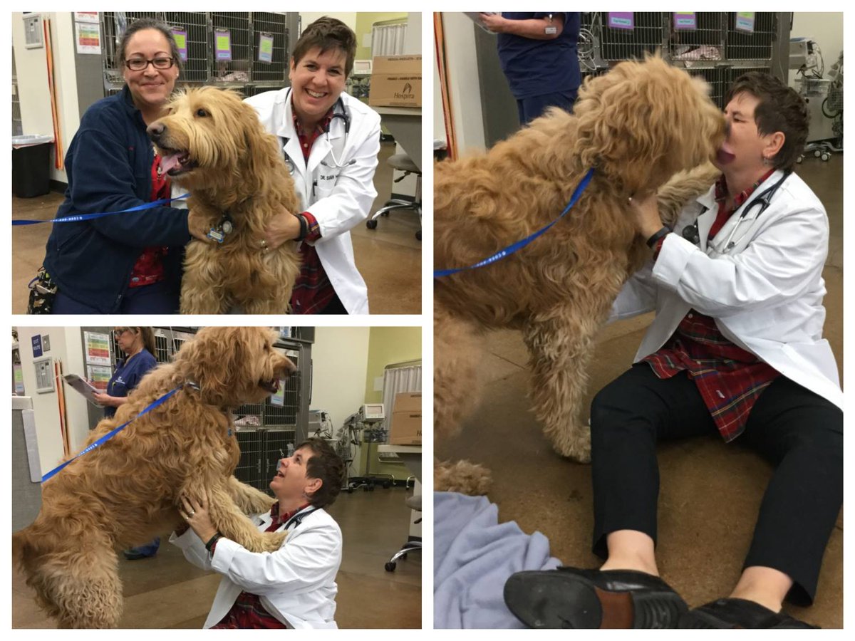 CalVetSpec's tweet image. #TBT Remember this big cuddle bug!? Dr. Hoggan and Laura enjoyed his visit and all his kisses! #gentlegiant #weloveanimals