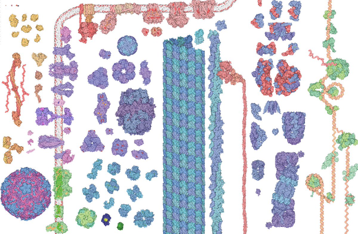 peterwich's tweet photo. Check out this great website of the Protein Data Bank @rcsbPDB about the Molecular Machinery
https://t.co/bYiEwh20eS
Credit/Authors: David S. Goodsell, Maria Voigt, Rob Lowe
#proteins #enzymes #PDB #RCSB #MoleculeoftheMonth #PDB101 #chemistry #biology #biochemistry https://t.co/NtBCeP7NnV