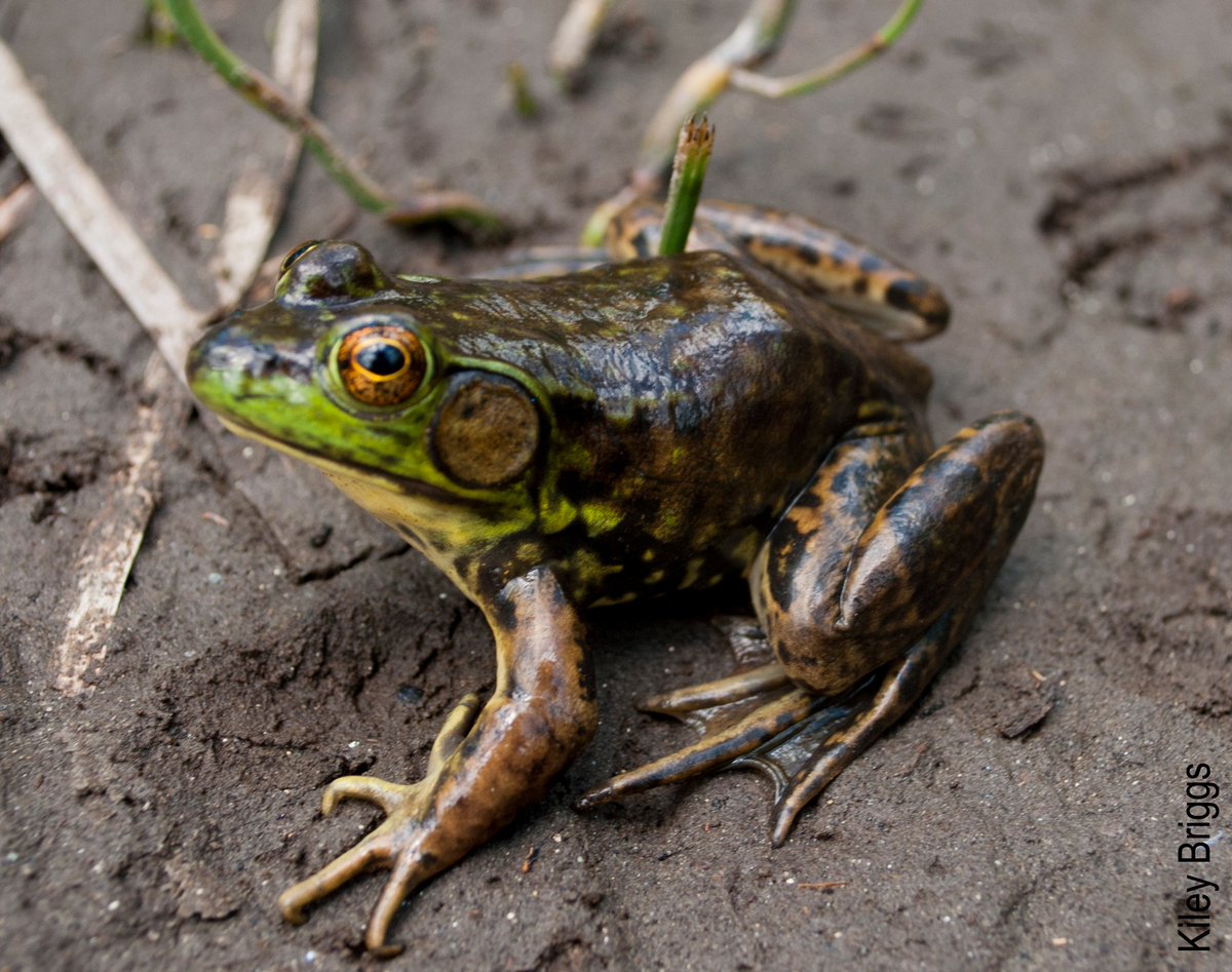 Be sure to check out Kiley Briggs' latest blog edition on Mink Frogs in the Northeast Kingdom. #GreatNorthernForests. #FacesoftheForest oriannesociety.org/blog/mink-fogs…