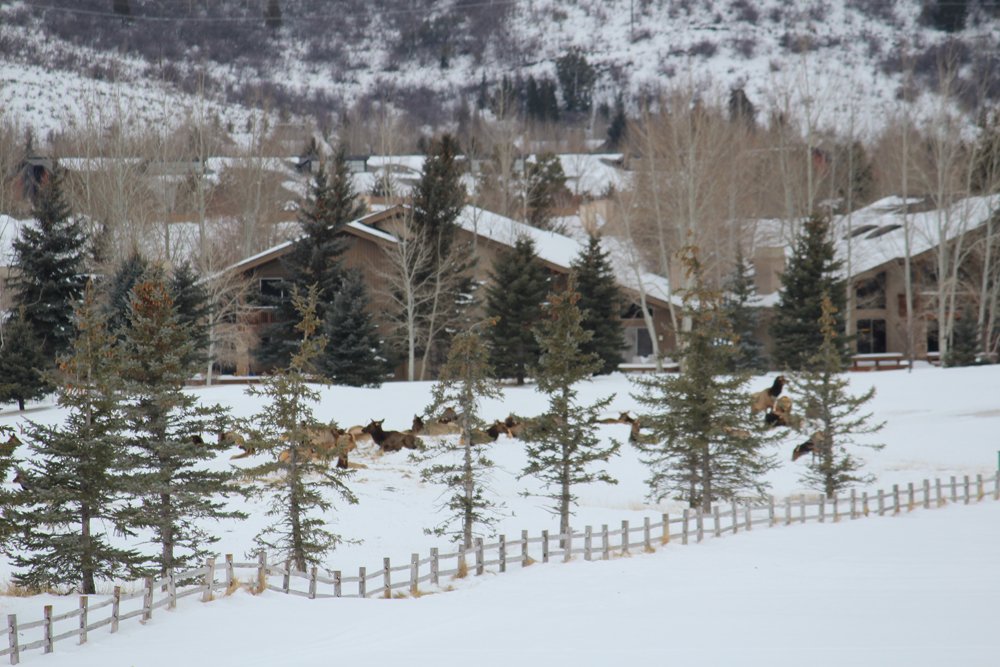ParkMeadowsCC's tweet photo. Can you spot the elk bedded down on #1 fairway today? #parkcity #mountainlife #mountaingolf https://t.co/rv5skM9RFa