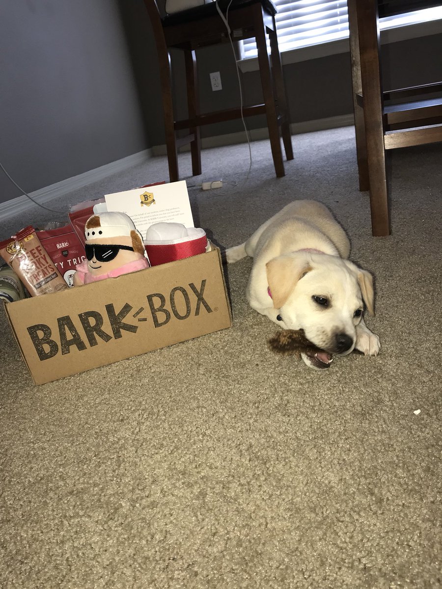 honeythegolden's tweet photo. First BarkBox! So many yummy treats and fun toys! I cannot wait for next month 🐾🐶 #barkboxday #BARKuniversity @barkbox https://t.co/gCAfMORCc8
