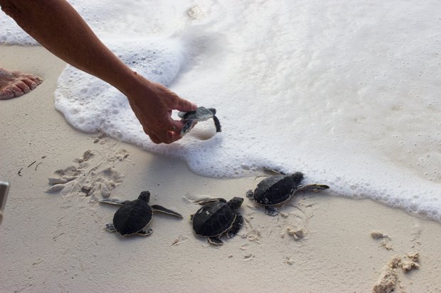 MeliaCuba's tweet photo. Desde Cayo Largo del Sur, Cuba: Turismo y amor por la naturaleza (+Fotos)
https://t.co/MehP6aZLV8 https://t.co/BrIaj5A6a3
