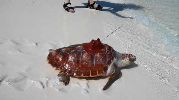 MeliaCuba's tweet photo. Desde Cayo Largo del Sur, Cuba: Turismo y amor por la naturaleza (+Fotos)
https://t.co/MehP6aZLV8 https://t.co/BrIaj5A6a3