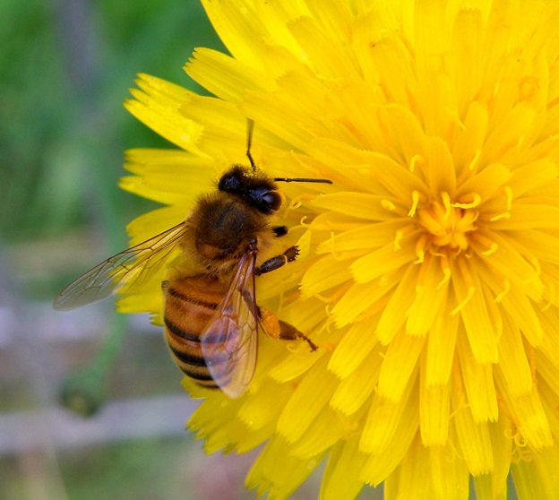 GittePrina's tweet image. &quot;When we accept small wonders, 
we qualify ourselves to imagine great wonders.&quot;

#wonderoflearning 
#naturelovers 
#InspireThemRetweetTuesday