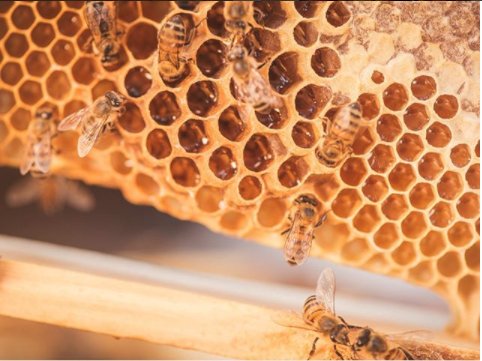 GoodFoodEXPO's tweet photo. We are excited to welcome BEE SEASONAL® 🐝 to the @GoodFoodEXPO Bee Season will be selling their organic raw honey at this years EXPO. https://t.co/u0wGlnKTbj