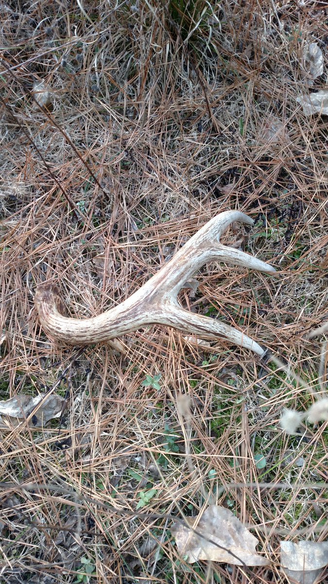 Eric Wooten (@solocam_hunter) on Twitter photo 