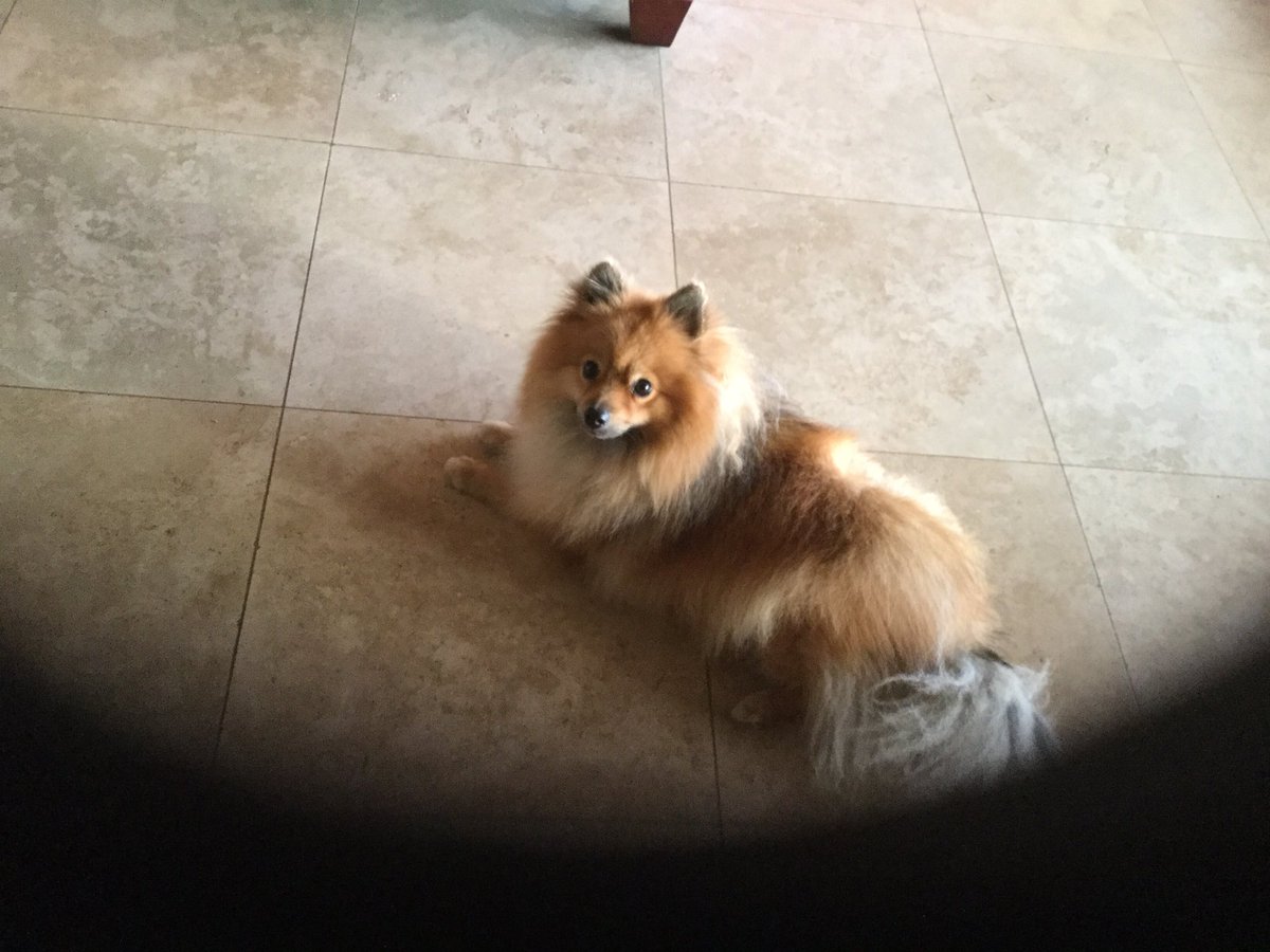 Kate4Queen's tweet image. I have cod defrosting in the sink.So far 2 dogs are loitering like vultures, 2 of the cats have jumped up and tried to get in the sink and the third one just licked the greased baking tray because he’s special like that. #cookingwithpets