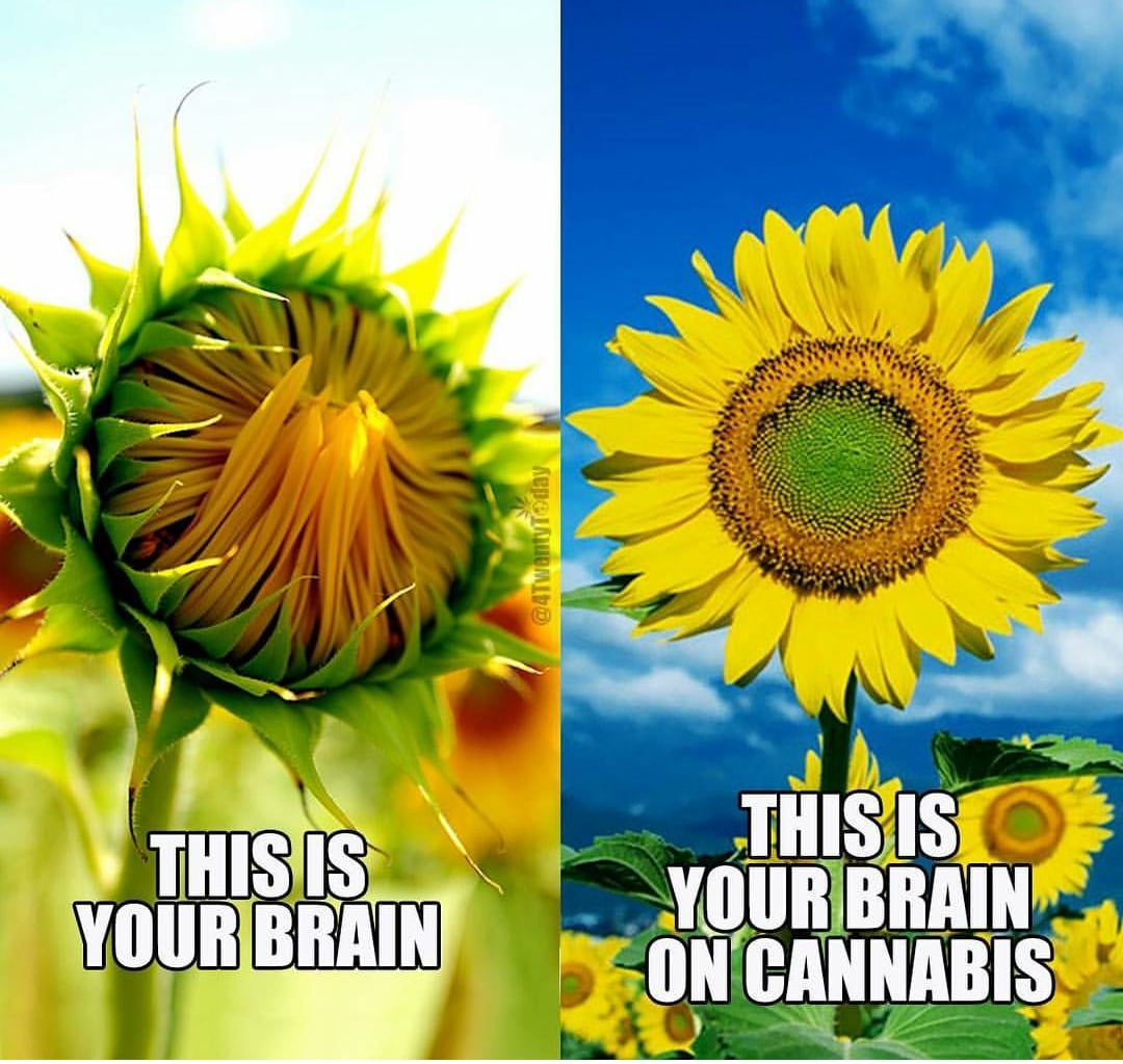 HighIntentionTV's tweet photo. #Cannabis has been shown to help a number of #MMJ patients with a variety of issues ranging from physical to mental to emotional and beyond.
Why do you enjoy #marijuana?
#MedicalMarijuana #HighIntentions #LegalizeMarijuana #LegalizeWeed #LegalizeIt https://t.co/N3PkE78R0I