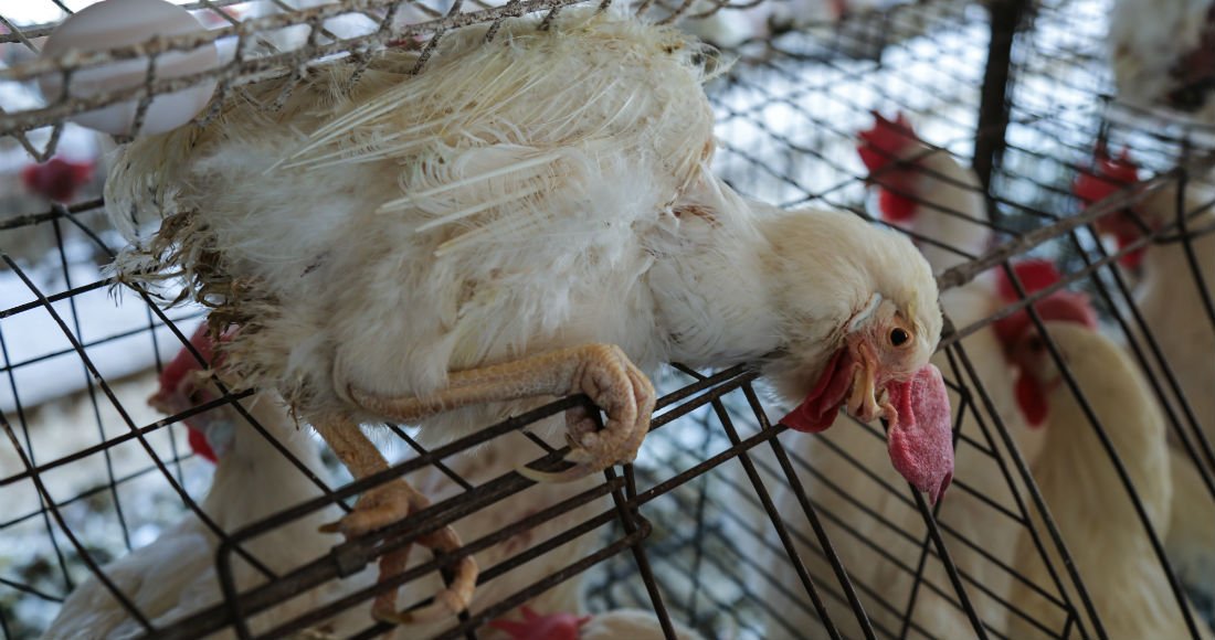 Chefveganmike's tweet photo. Muchos me preguntan porqué no consumir huevo 🥚🥚 les comparto la historia de "Amelia" una gallina, que nos muestra como la producción de huevo es una de las prácticas más crueles en nuestro país. #EligeVegano 🌱 https://t.co/IiH9iCTOcL https://t.co/dxok0ZkPBc