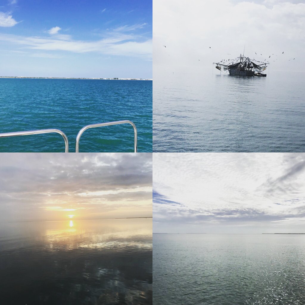 SouthernElasmos's tweet photo. #sharkweek2018 @Discovery #sharkconservation https://t.co/1iI1p20GN6
