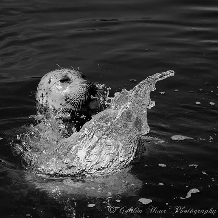 GoldenHourPics's tweet photo. This demanding little guy kept slapping the water trying to get some fishermen’s attention at the dock. 😂
.
.
.

#yyj #westcoast #naturephotography #nature #naturepics #photography #goldenhour #bc #westcoastbestcoast #pictures #art #natureart #VancouverIsland #wildlife #wild… https://t.co/vNp8IjhZ8H