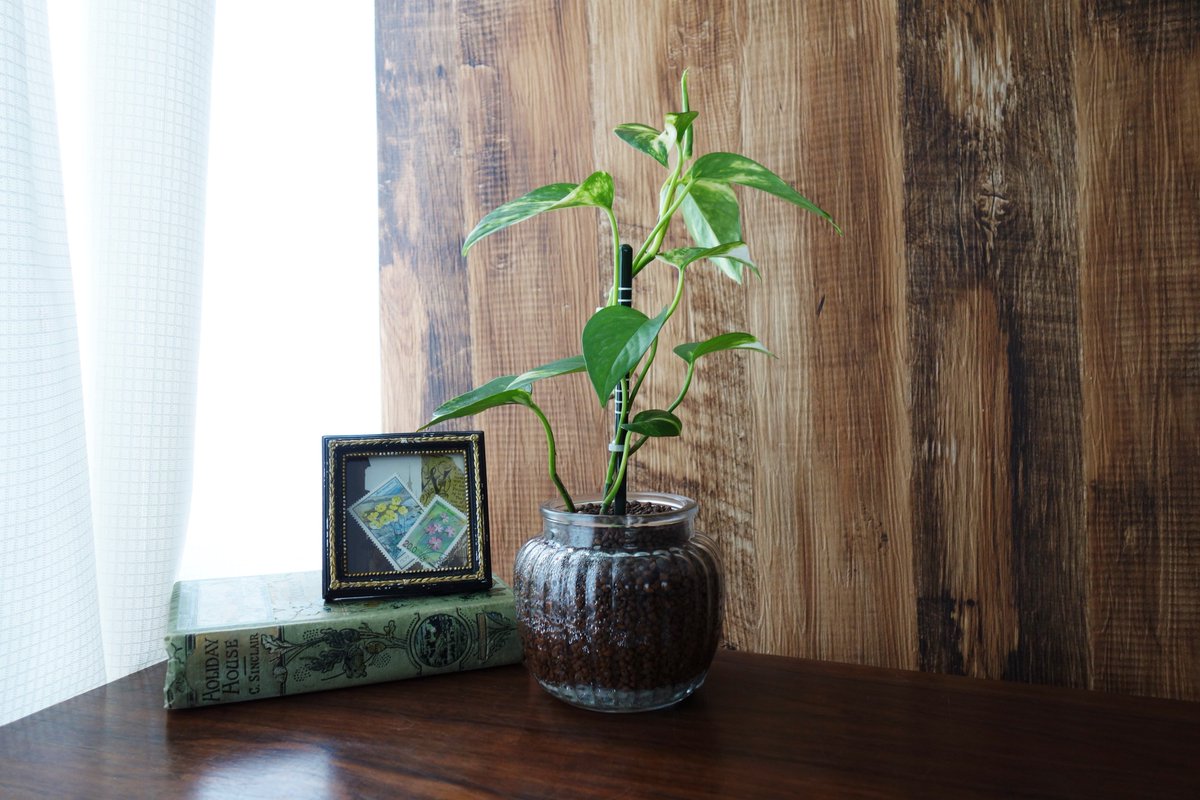 ポトス成長記録