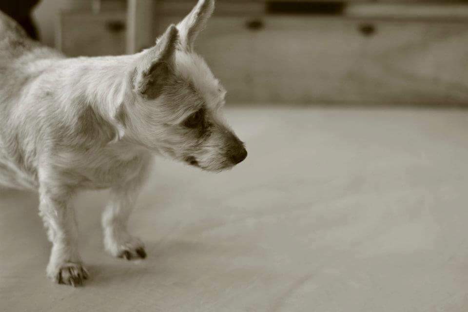 Bairesven's tweet photo. 5 years...
Clementina (1999/2013) https://t.co/rOmGDYVK82