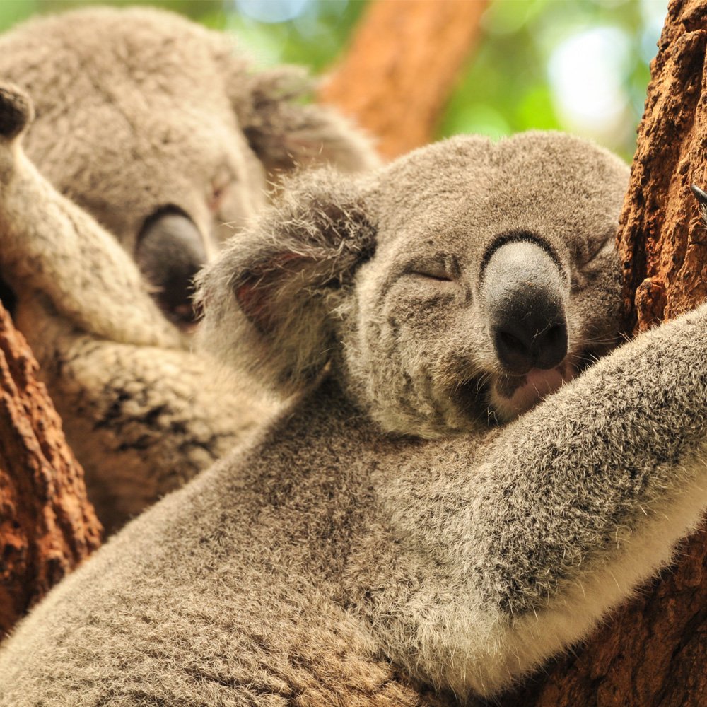 Gernetic's tweet photo. The Gernetic Team wishes you a relaxing Australia Day!
Love your skin with Gernetic: https://t.co/grCOBGGEfn https://t.co/pqJJFIA2ok