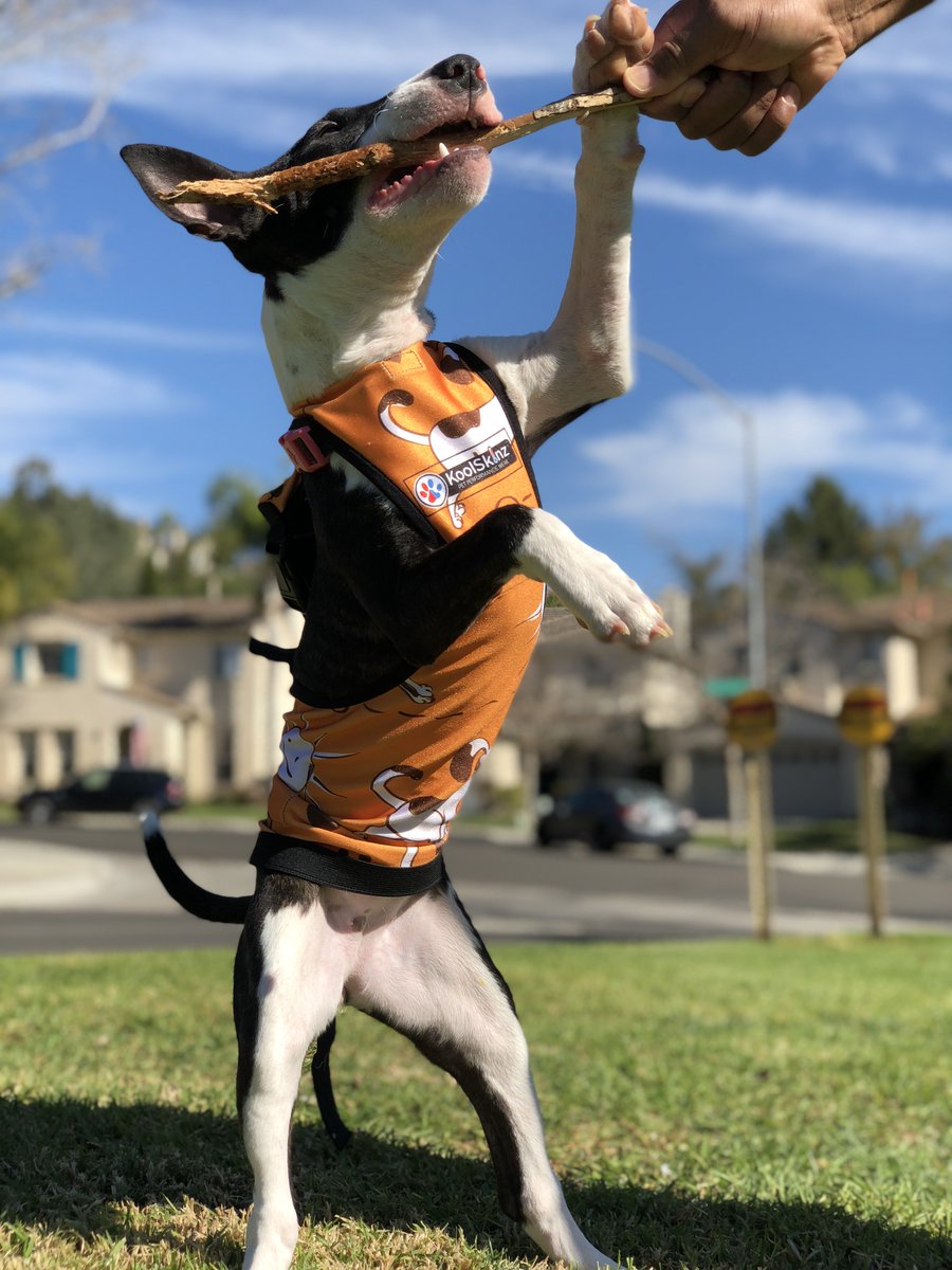 KoolSkinz (KoolSkinz) Twitter