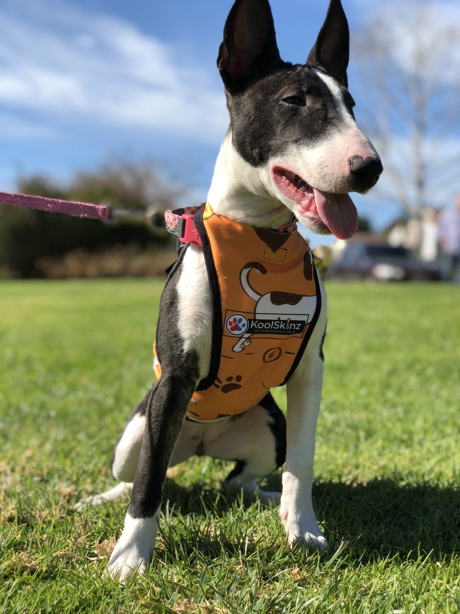 KoolSkinz (KoolSkinz) Twitter