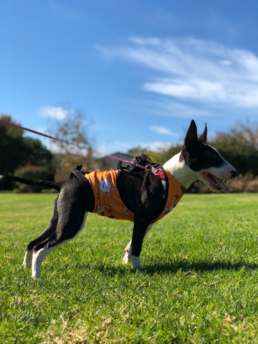 KoolSkinz's tweet photo. #Koolsquad member Indie Rose in her KoolSkinz vest! Indie joins her family when they go out for #breakfast, walk on the #beach, and even goes to Vegas with them! Follow Indie Rose on Instagram @indierose_xoxo! #Instagram @indierose_xoxo! #dogs #puppy #healthy #dogsoftwitter https://t.co/wp548N1u4p