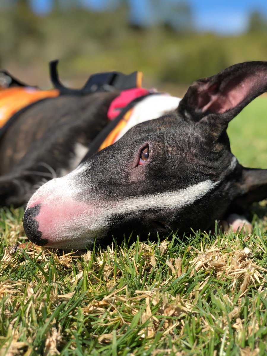 #Koolsquad member Indie Rose in her KoolSkinz vest! Indie joins her family when they go out for #breakfast, walk on the #beach, and even goes to Vegas with them! Follow Indie Rose on Instagram @indierose_xoxo! #Instagram @indierose_xoxo! #dogs #puppy #healthy #dogsoftwitter