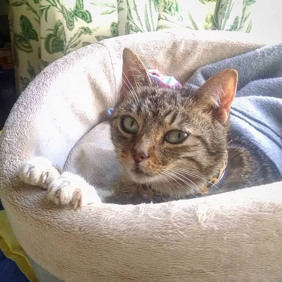 TheFuzzAldrin's tweet photo. I haven't eaten on my own since Christmas, and the doctors think I might have neurological impairment (I get wobbly), but as you can see in this pic, I am alert, I am not cognitively impaired, and I get stronger every day! Please help me in my recovery - https://t.co/0irAaZxHeB. https://t.co/0wWOrmUWMU