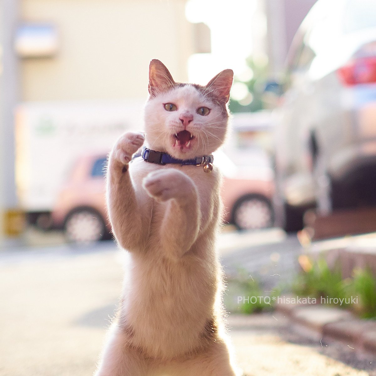 モンハンワールドのキャラメイクが話題の中 アイルーをキャラクリ時の鳴き声で飼い猫たちが集まる風景も話題に スタッフが飼っているシャム猫ちゃんの鳴き声のサンプリングのもよう Togetter