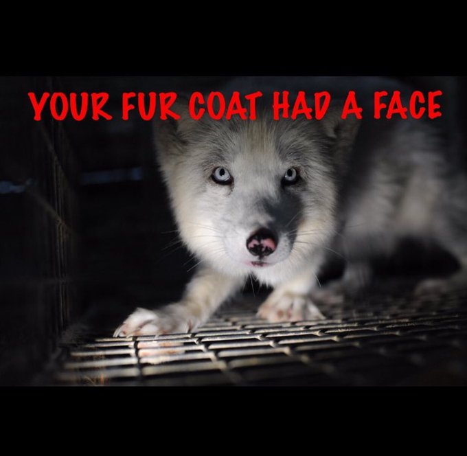 A beautiful face doesn&rsquo;t deserve to be tortured, killed and turned into a fur coat. https://t.co/nuW<a href="/tag/thechallengevendettas"class="tags"><span>#thechallengevendettas</span></a>