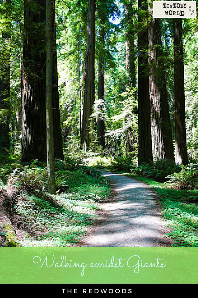 tiptoesworld's tweet photo. Walking amidst the giants at Redwoods https://t.co/o0jpsTsrF6 #travel #roadtrip #redwoods #ttot #california https://t.co/YlHoDp1K4u