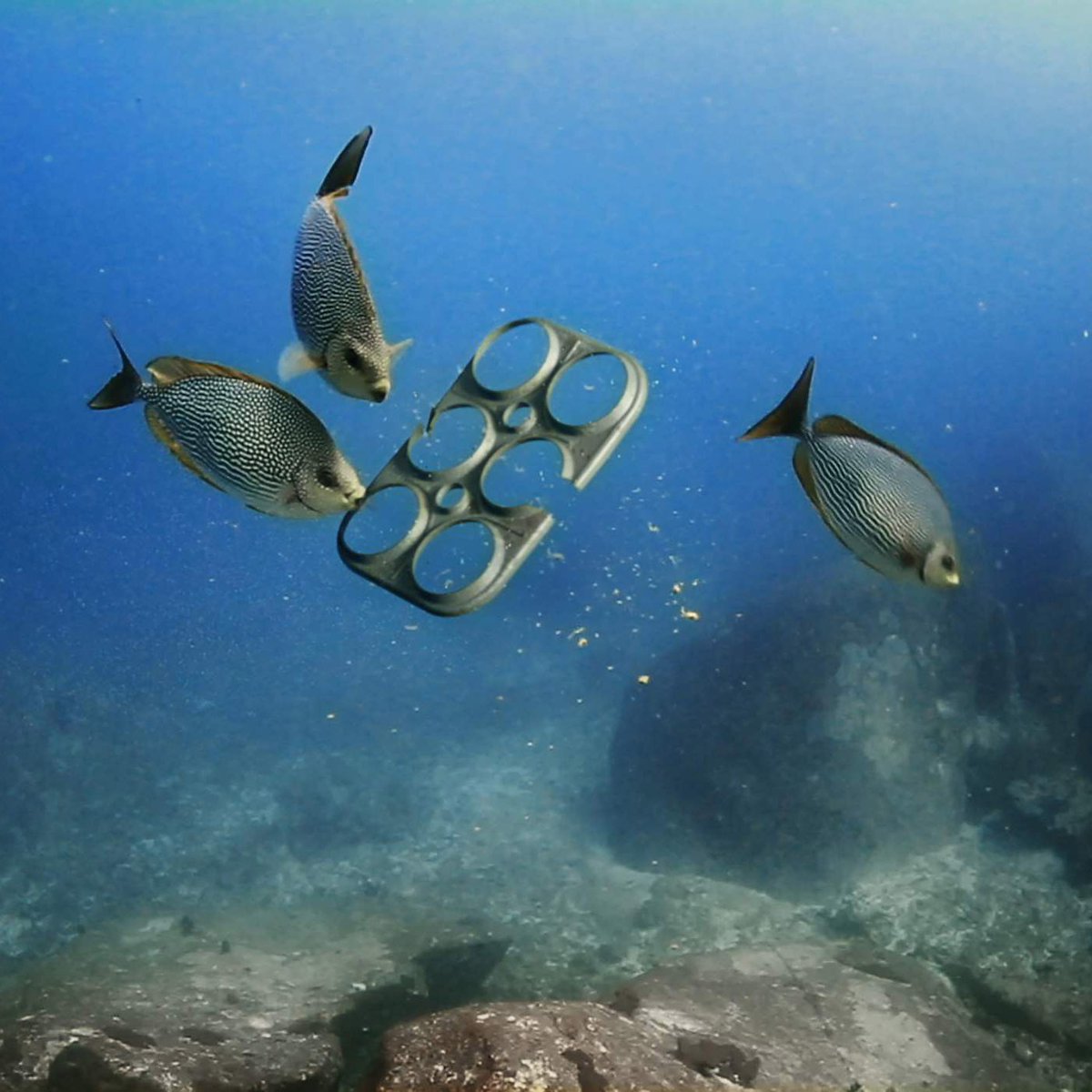 TOS_ORL's tweet photo. We Believers Agency won gold for their ingenious edible packaging for local brewery, @saltwaterbrewery. 100% percent biodegradable, this packaging can be safely eaten by animals and is an ingenious solution to a common problem. #toso2018 #advertising #getjuiced #orlandoevents https://t.co/I1DFlCOGAo